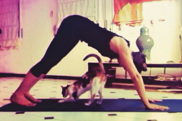 posture de yoga posture du chien tête en bas adho mukha sarvasana chat femme